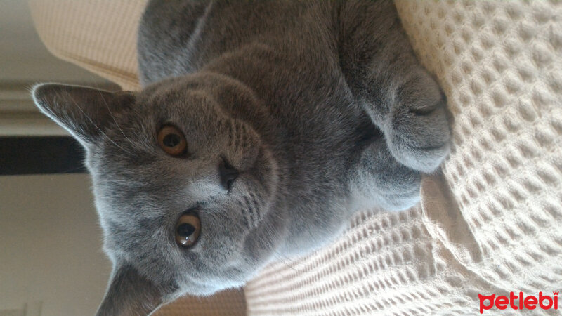 British Shorthair, Kedi  Heiter fotoğrafı