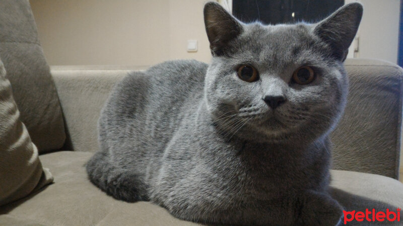 British Shorthair, Kedi  Heiter fotoğrafı