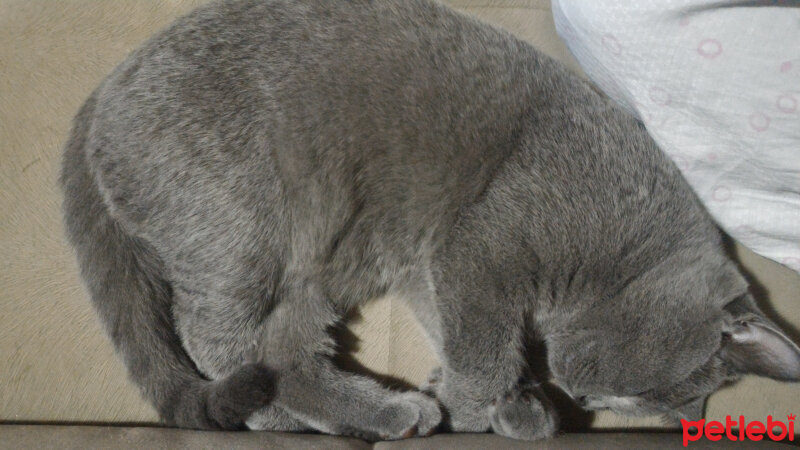 British Shorthair, Kedi  Heiter fotoğrafı