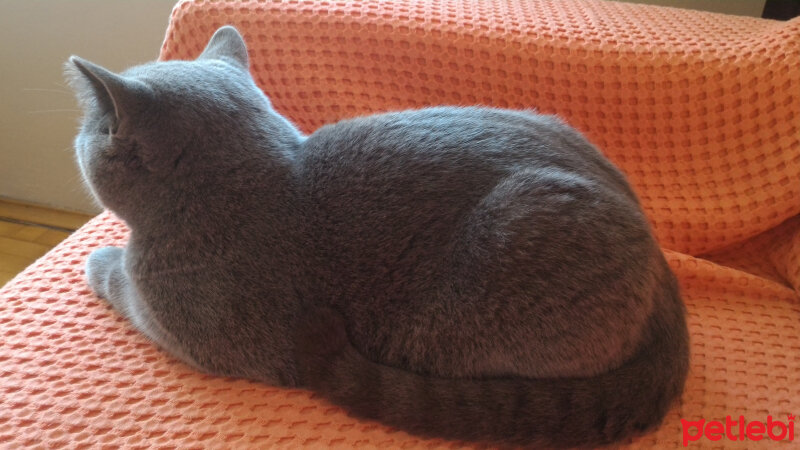 British Shorthair, Kedi  Heiter fotoğrafı