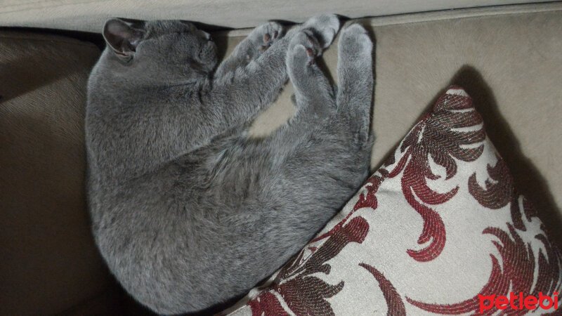 British Shorthair, Kedi  Heiter fotoğrafı