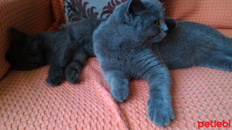 British Shorthair, Kedi  Heiter fotoğrafı