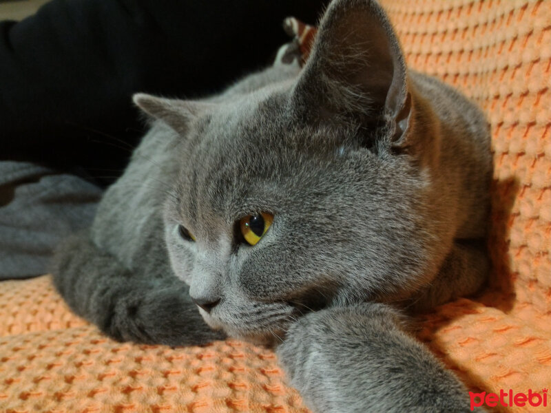 British Shorthair, Kedi  Heiter fotoğrafı