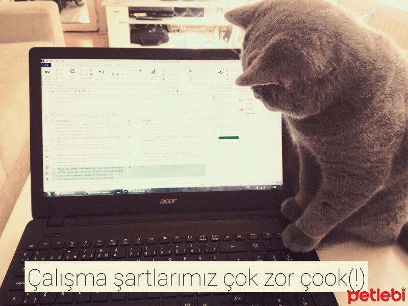 British Shorthair, Kedi  Heiter fotoğrafı