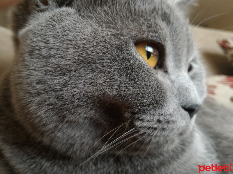 British Shorthair, Kedi  Heiter fotoğrafı