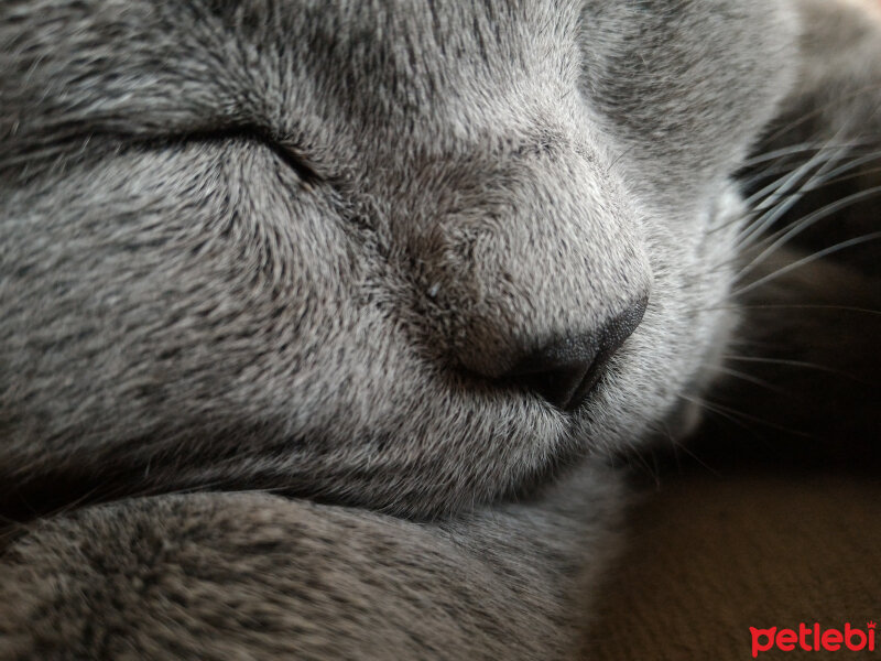 British Shorthair, Kedi  Heiter fotoğrafı