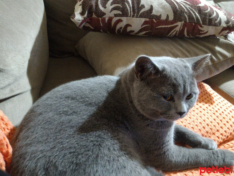 British Shorthair, Kedi  Heiter fotoğrafı