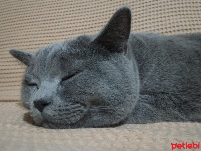 British Shorthair, Kedi  Heiter fotoğrafı