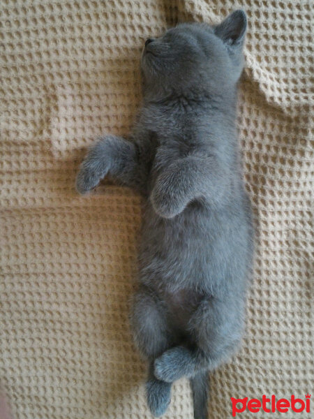 British Shorthair, Kedi  Heiter fotoğrafı