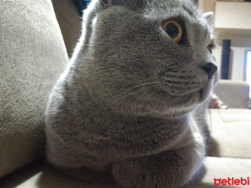 British Shorthair, Kedi  Heiter fotoğrafı