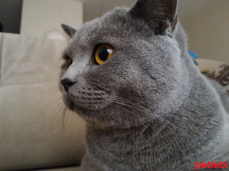 British Shorthair, Kedi  Heiter fotoğrafı