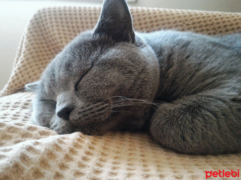 British Shorthair, Kedi  Heiter fotoğrafı