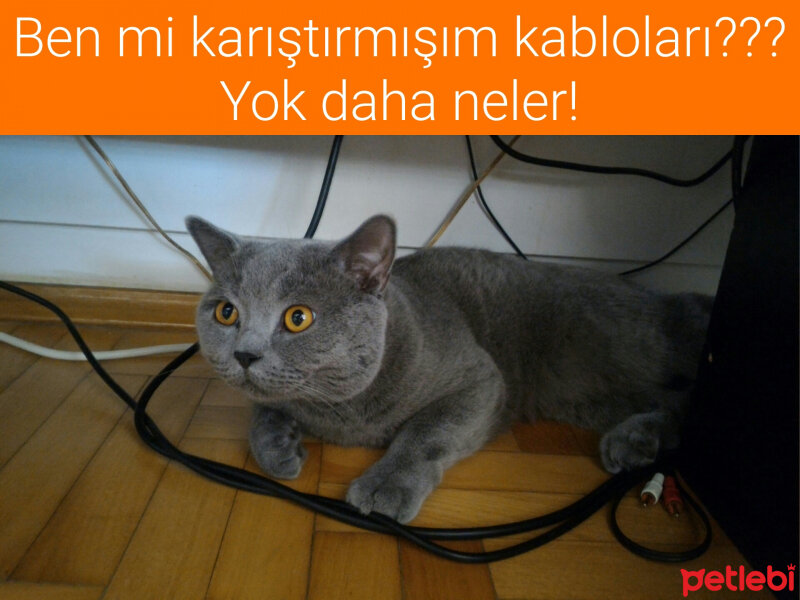 British Shorthair, Kedi  Heiter fotoğrafı