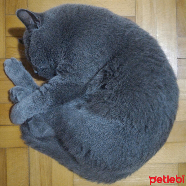 British Shorthair, Kedi  Heiter fotoğrafı