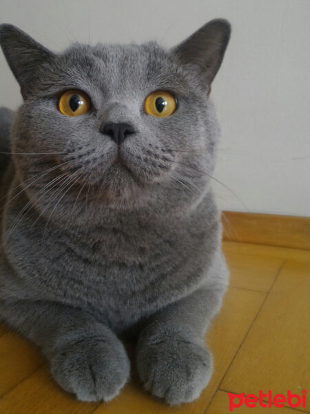 British Shorthair, Kedi  Heiter fotoğrafı