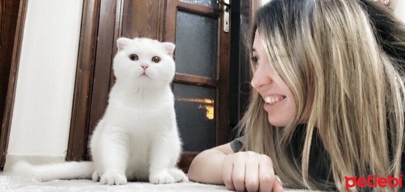 Scottish Fold, Kedi  Bulut fotoğrafı