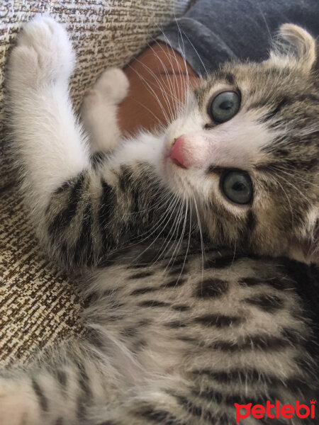 Scottish Fold, Kedi  Dumik fotoğrafı