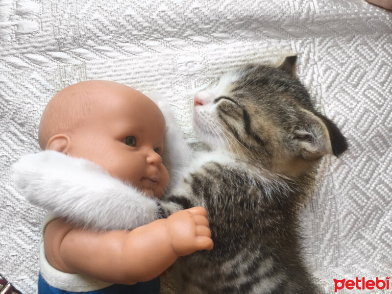 Scottish Fold, Kedi  Dumik fotoğrafı