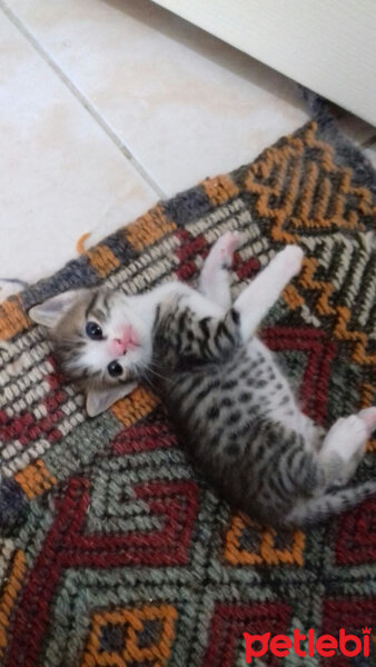 Scottish Fold, Kedi  Dumik fotoğrafı