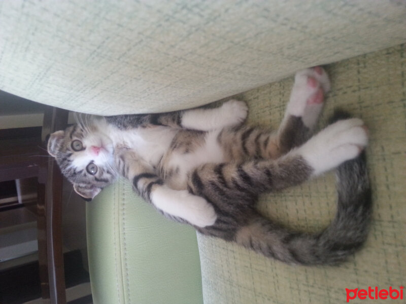 Scottish Fold, Kedi  Dumik fotoğrafı