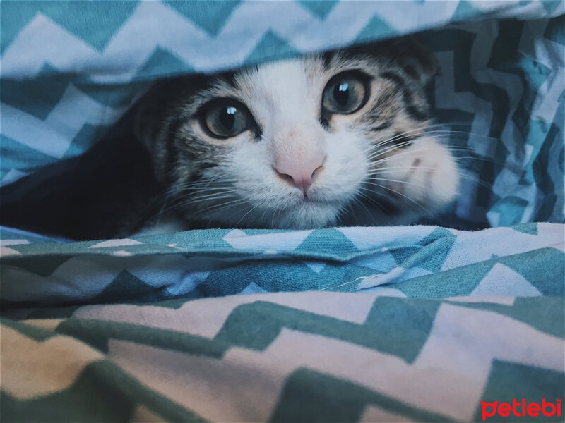 Scottish Fold, Kedi  Dumik fotoğrafı