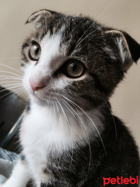 Scottish Fold, Kedi  Dumik fotoğrafı