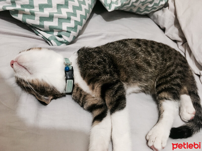 Scottish Fold, Kedi  Dumik fotoğrafı