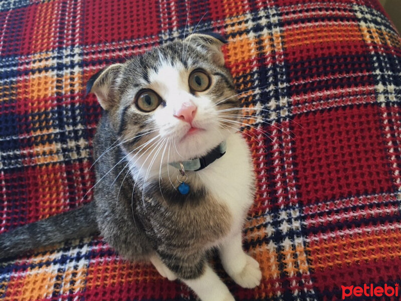 Scottish Fold, Kedi  Dumik fotoğrafı