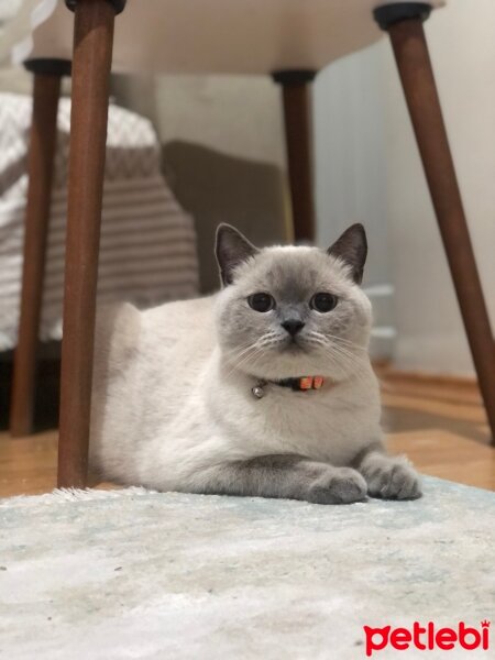 British Longhair, Kedi  Bambam fotoğrafı