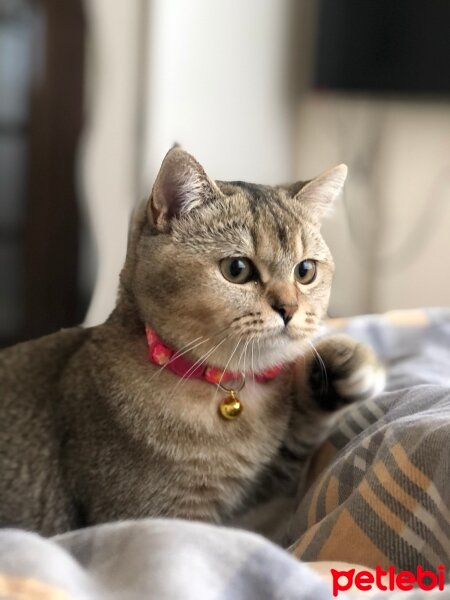 Colorpoint Shorthair, Kedi  Bebek fotoğrafı