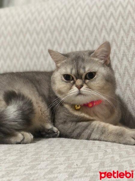 Scottish Fold, Kedi  Mira fotoğrafı