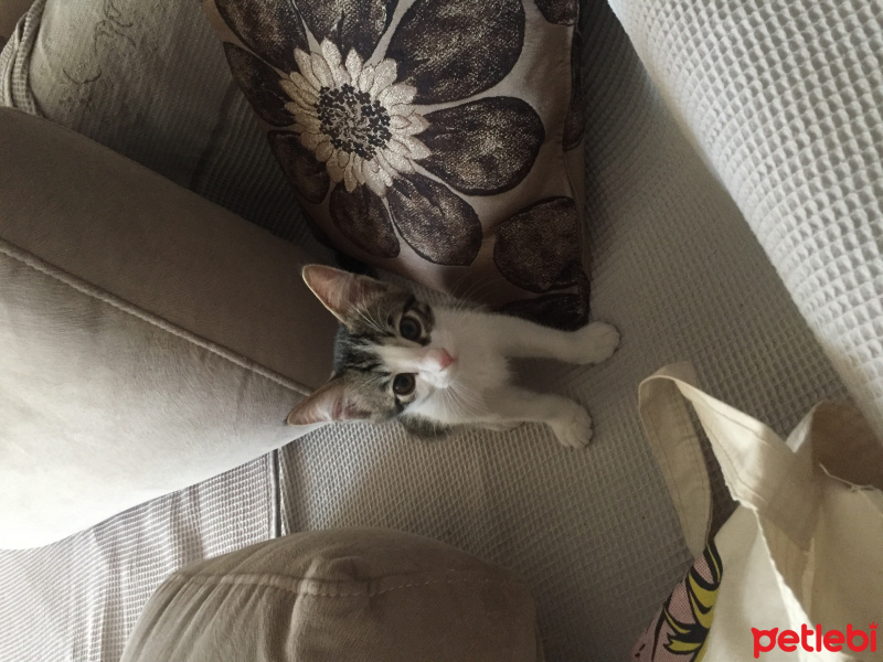 Tekir Kedi, Kedi  luna fotoğrafı