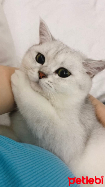 Scottish Fold, Kedi  Lidya fotoğrafı