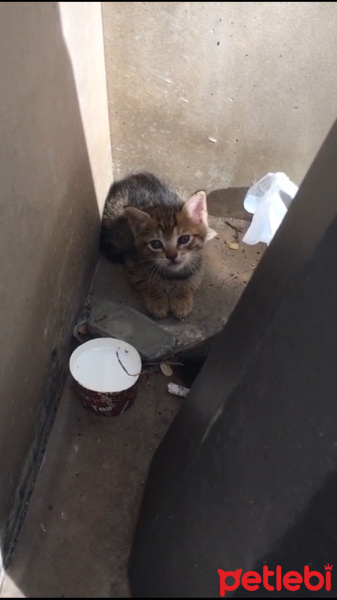 Tekir Kedi, Kedi  Masumpisi fotoğrafı