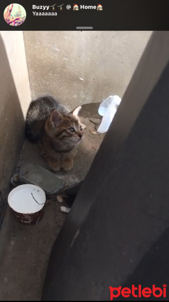 Tekir Kedi, Kedi  Masumpisi fotoğrafı