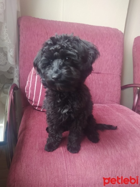 Poodle (Minyatür Kaniş), Köpek  Kral fotoğrafı