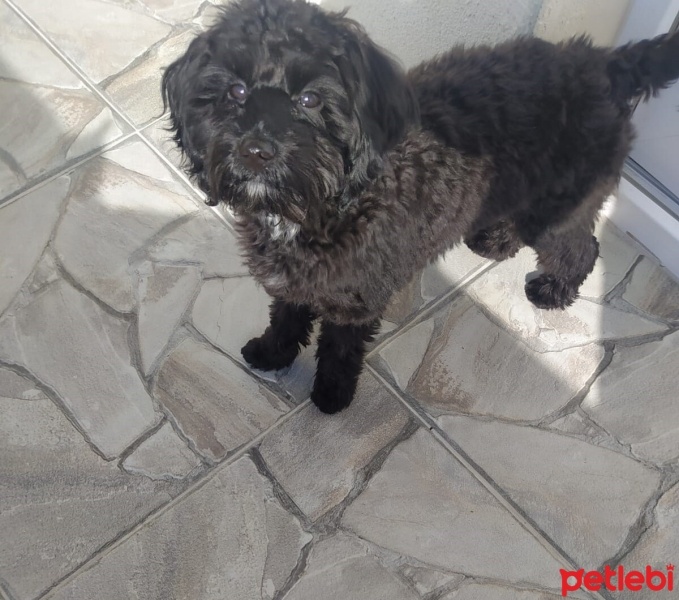 Poodle (Minyatür Kaniş), Köpek  Kral fotoğrafı