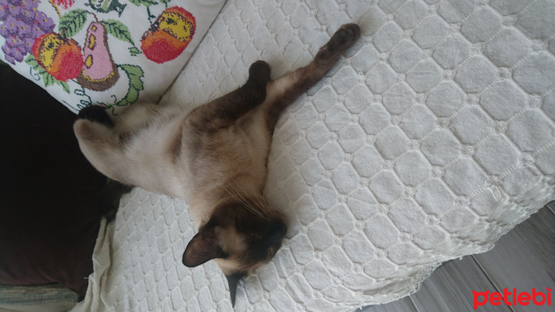 Siyam Kedisi, Kedi  Pars_Mars fotoğrafı