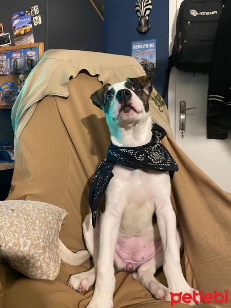 Staffordshire Bull Terrier, Köpek  Sally fotoğrafı