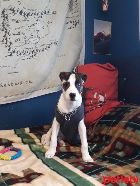 Staffordshire Bull Terrier, Köpek  Sally fotoğrafı