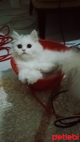 British Longhair, Kedi  Mia fotoğrafı
