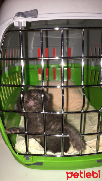 Tekir Kedi, Kedi  Toprak fotoğrafı
