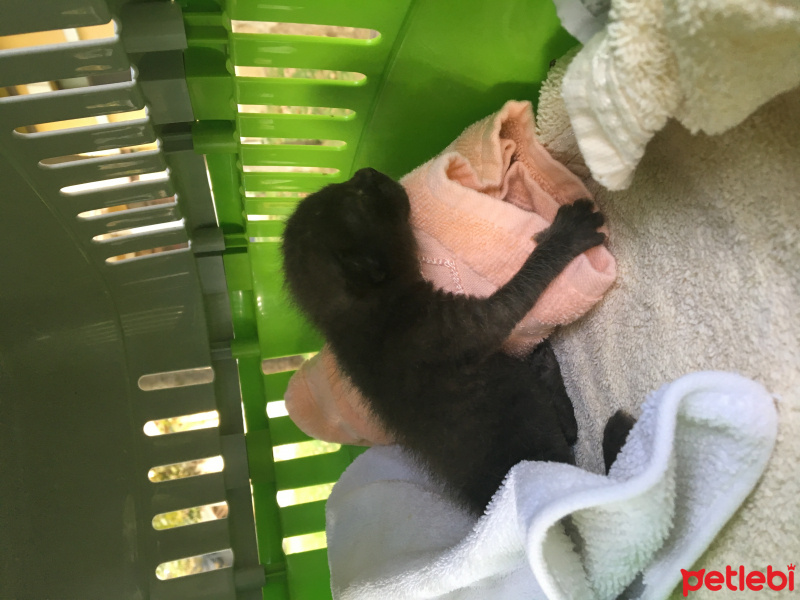 Tekir Kedi, Kedi  Toprak fotoğrafı