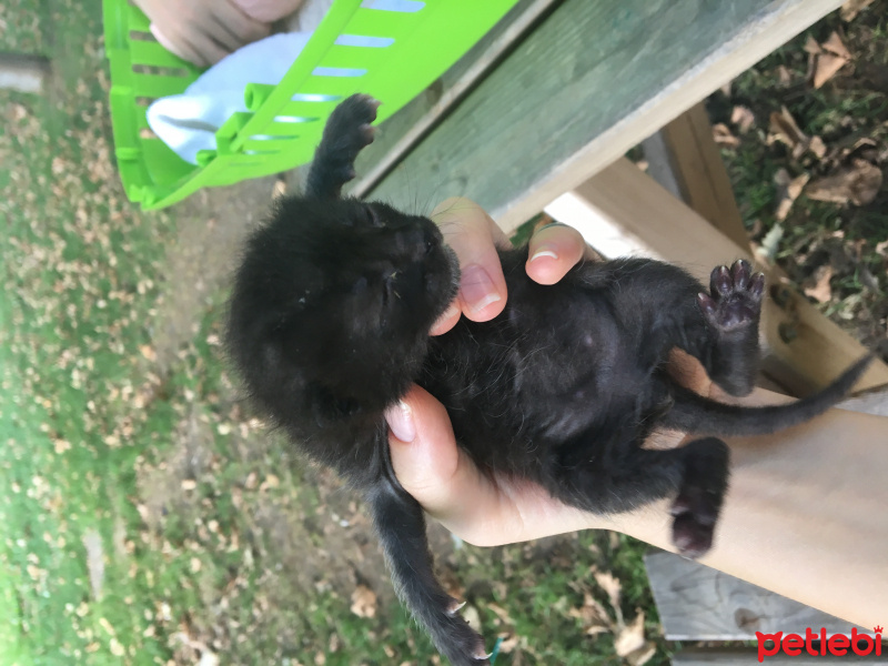 Tekir Kedi, Kedi  Toprak fotoğrafı