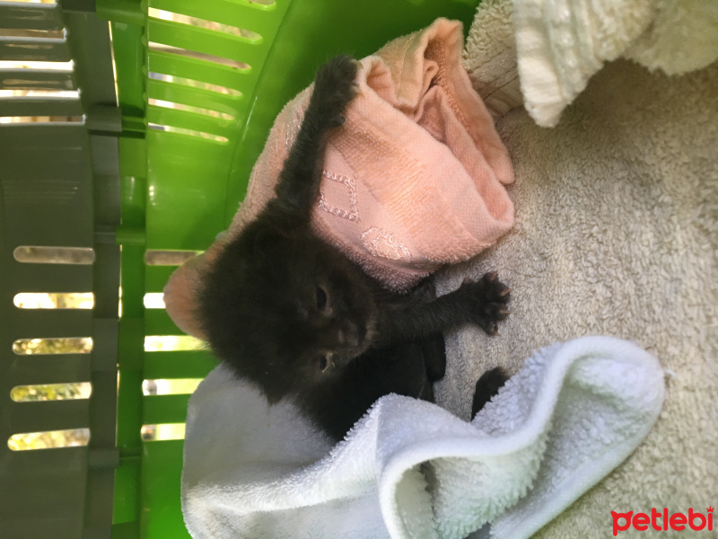 Tekir Kedi, Kedi  Toprak fotoğrafı