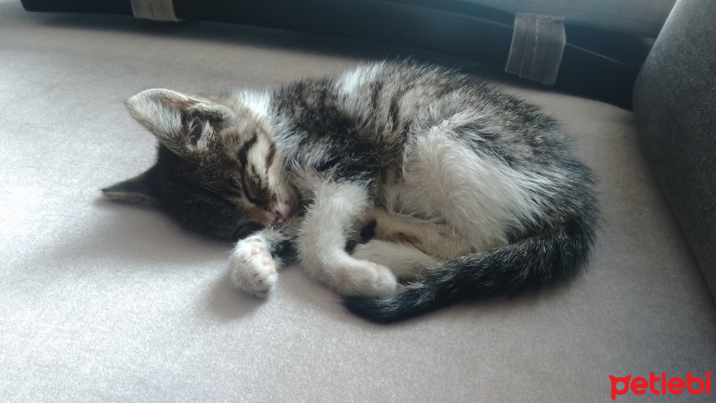 Tekir Kedi, Kedi  Altez fotoğrafı
