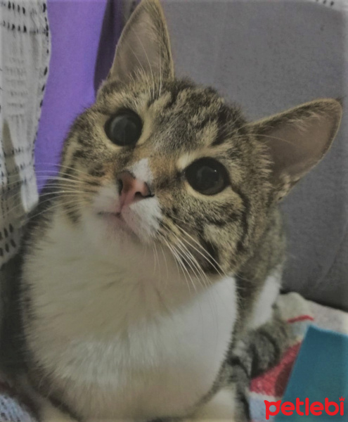 Tekir Kedi, Kedi  Altez fotoğrafı