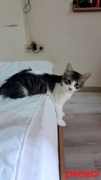 Tuxedo (Smokin) Kedi, Kedi  Zeytin fotoğrafı