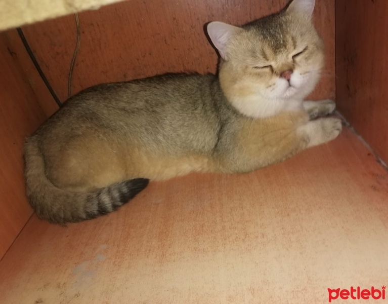 British Shorthair, Kedi  Zeus fotoğrafı