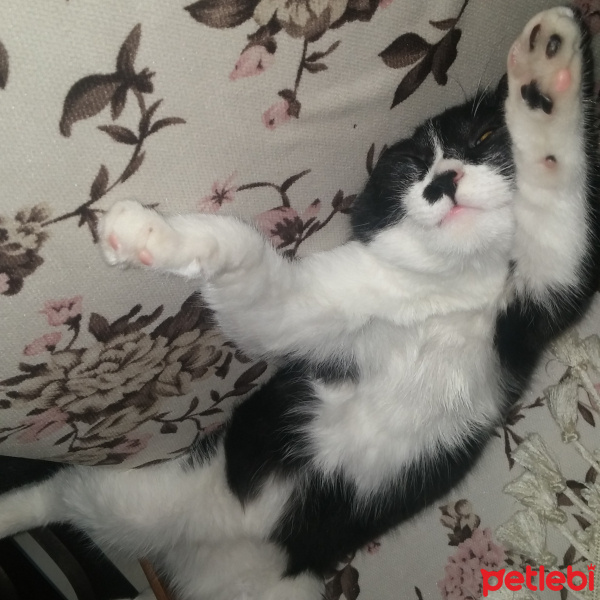 Tuxedo (Smokin) Kedi, Kedi  Mika fotoğrafı